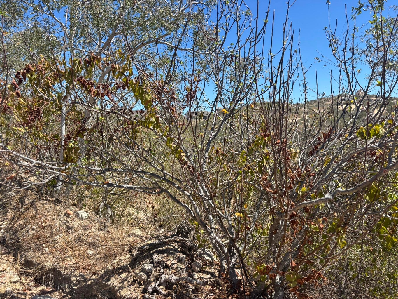 1 Animas Bajas, La Choya, San Jose del Cabo, photo 4