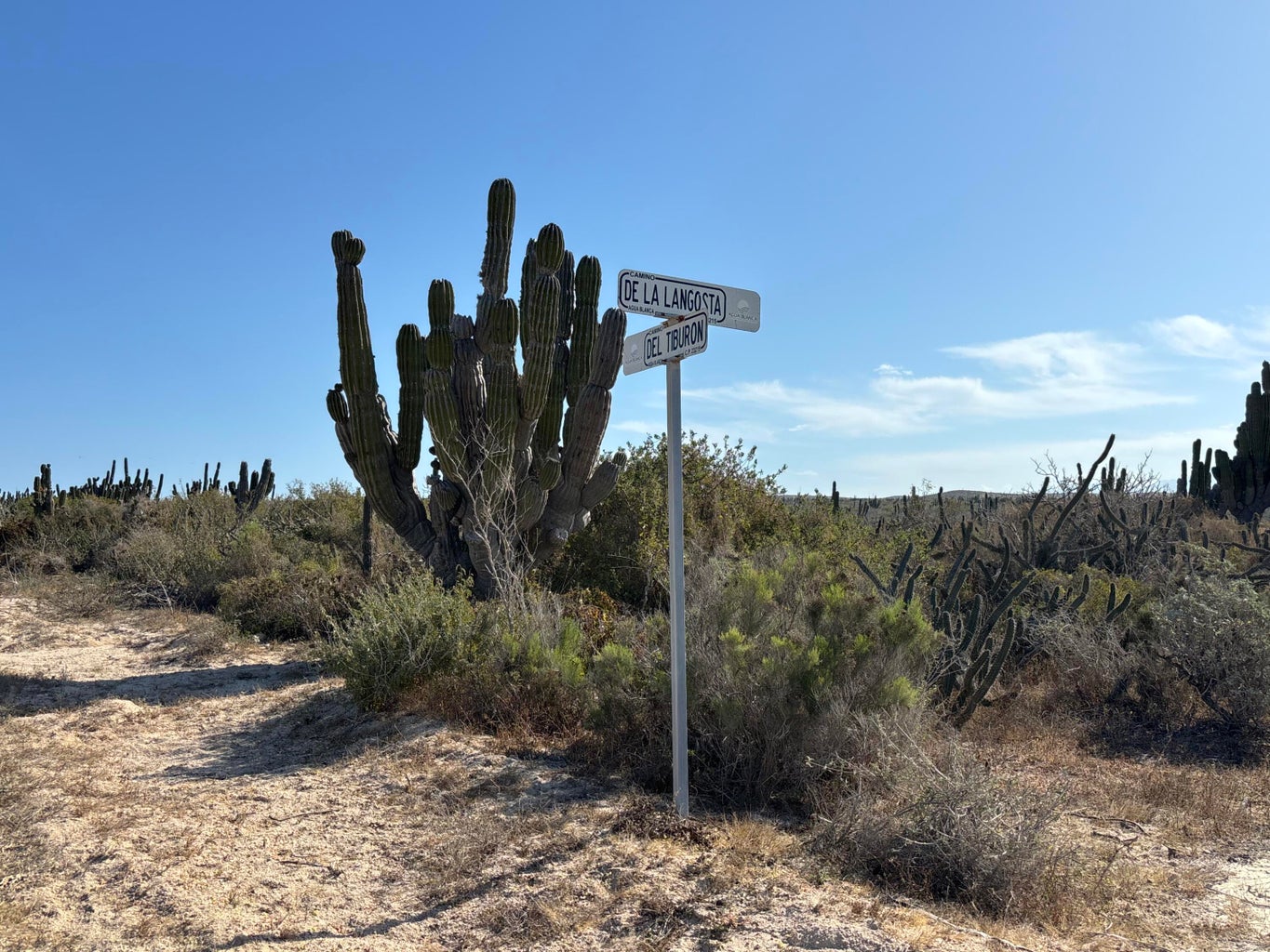 Camino de la Tintorera, Agua Blanca, Pacific, photo 3
