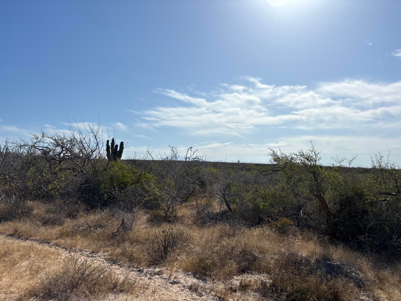 Camino de la Tintorera, Agua Blanca, Pacific, photo 5