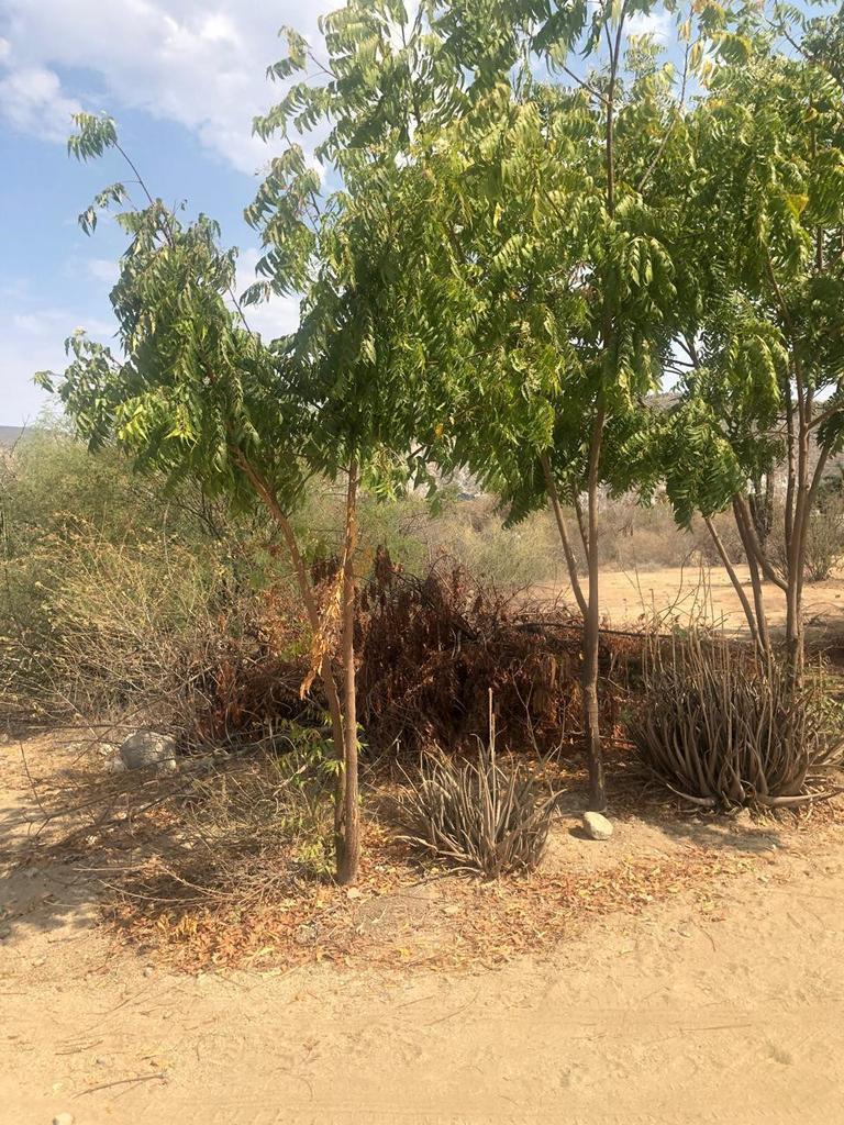 D010 LOS BARRILES, East Cape, photo 4