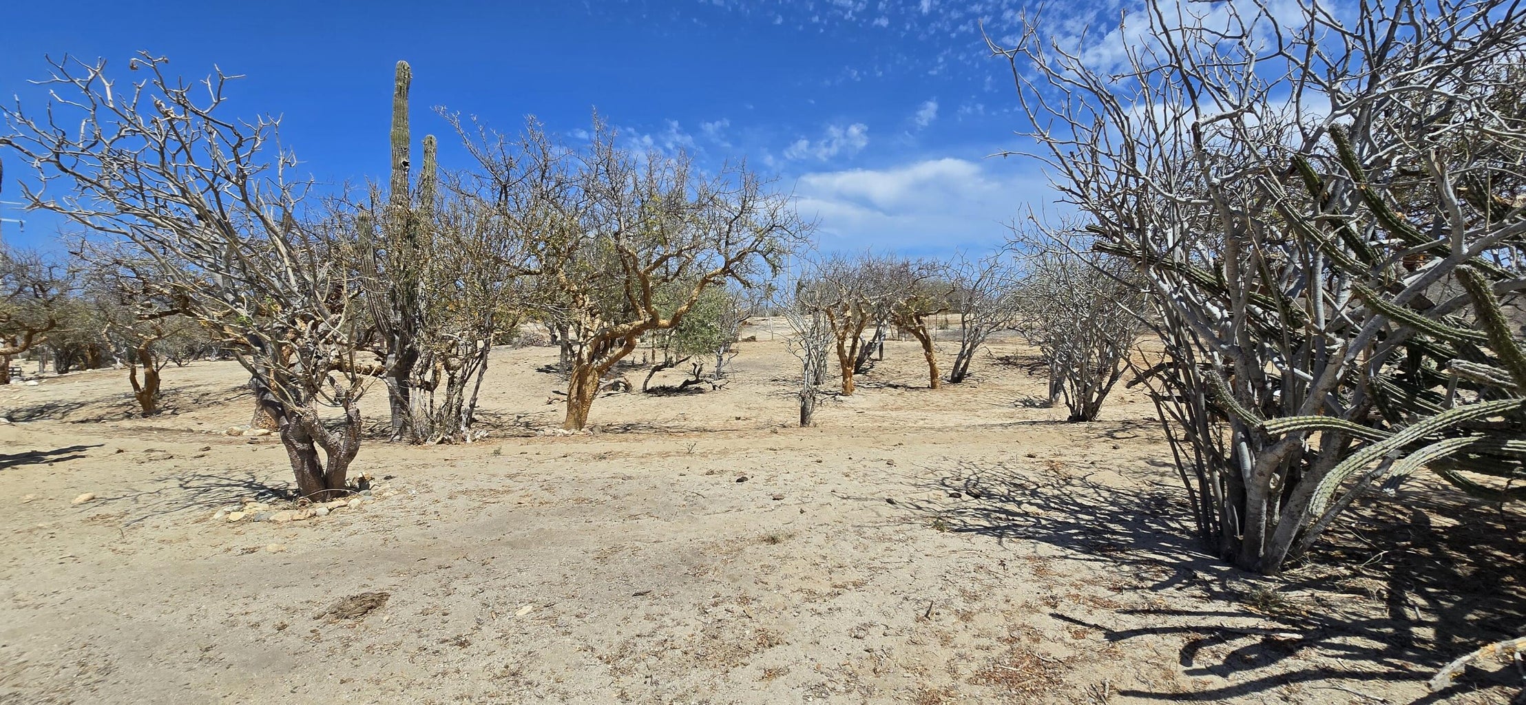 ABP#46 Sur Los Barriles-Santa Teresa, Las Tinas, East Cape, photo 5