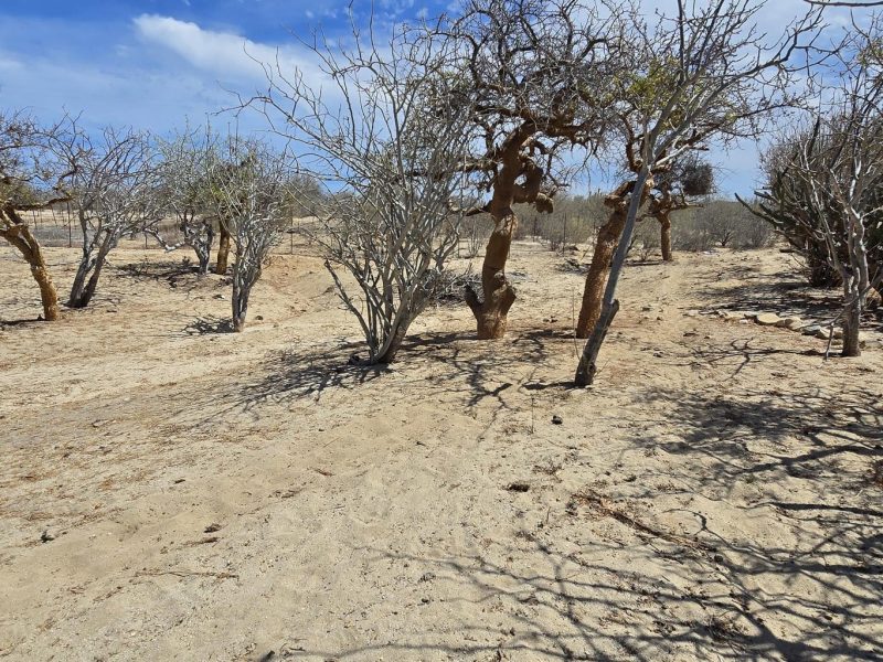 ABP#46 Sur Los Barriles-Santa Teresa, Las Tinas, East Cape