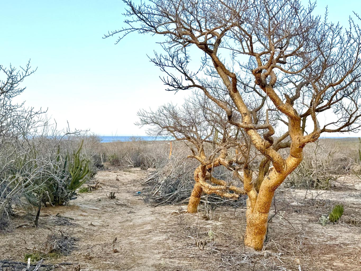Lot in Baja Martires, East Cape, photo 2
