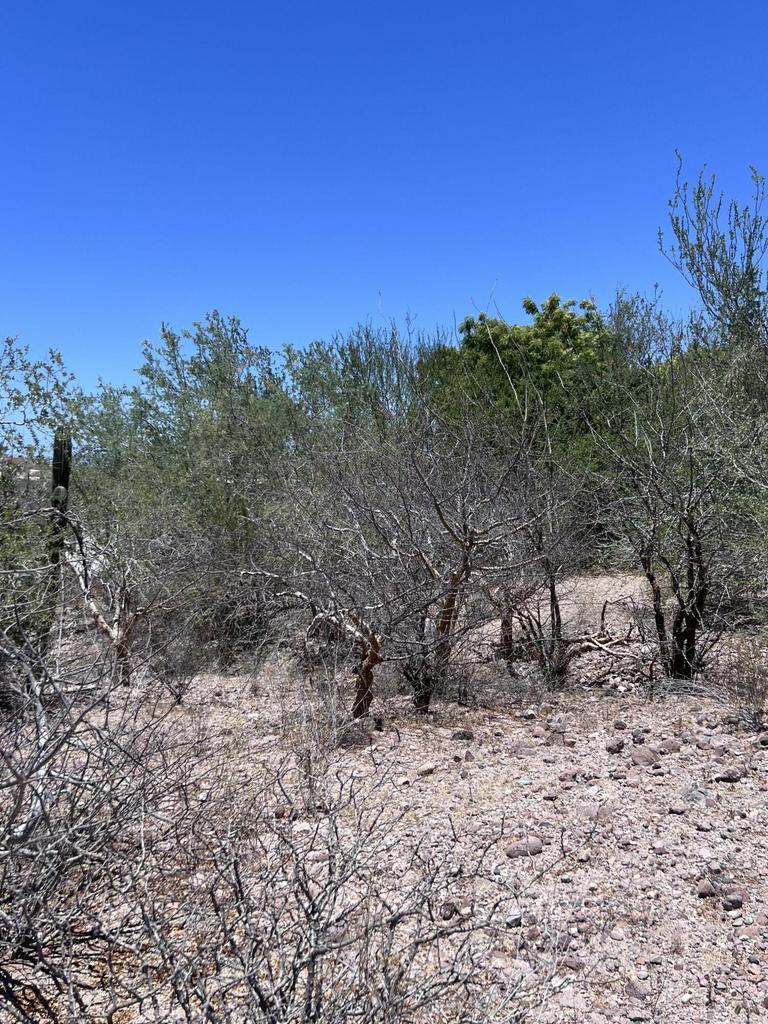 Lomas del Centenario, Lomas del Centenario, Palo Verde, La Paz, photo 3