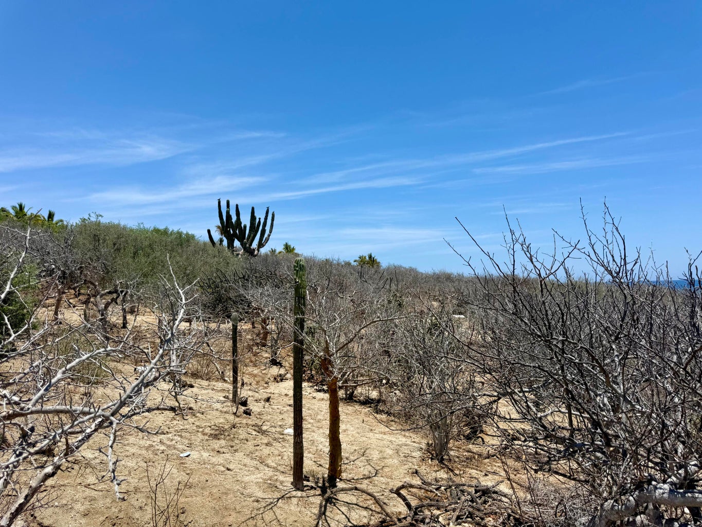 Lot in Costa de Oro, East Cape, photo 2