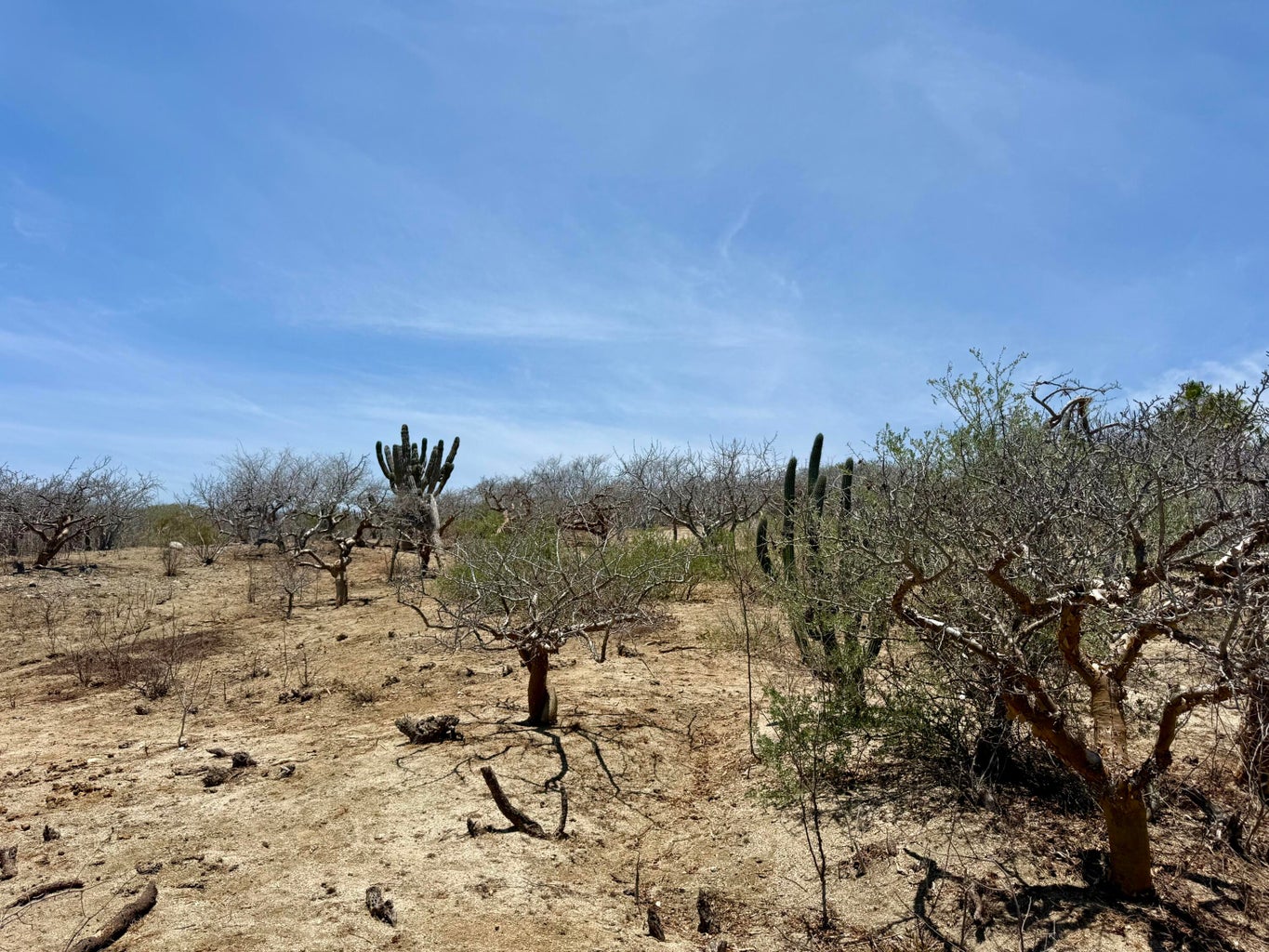 Lot in Costa de Oro, East Cape, photo 4