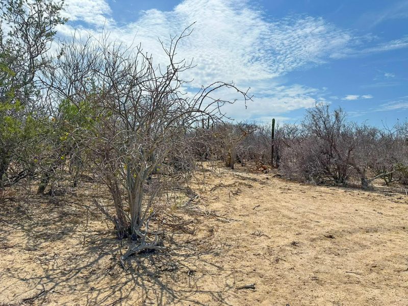 Lot in Candelilla, East Cape