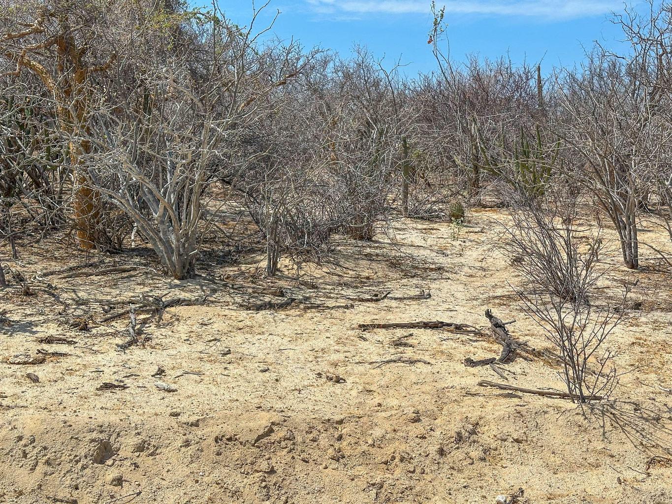 Lot in Candelilla, East Cape, photo 4
