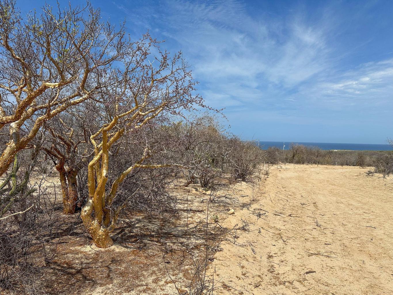 Lot in Candelilla, East Cape, photo 5
