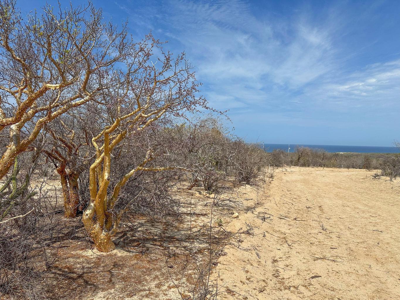 Lot in Candelilla, East Cape, photo 2