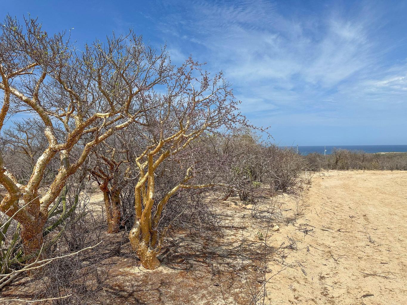 Lot in Candelilla, East Cape, photo 3