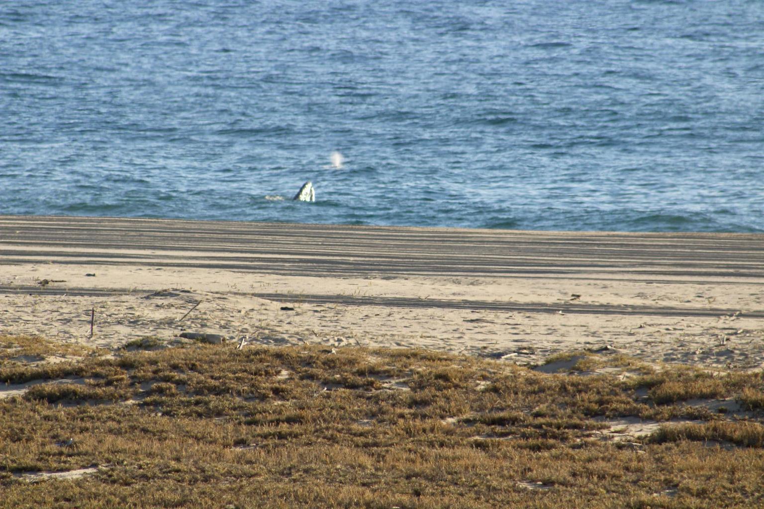 18 Agua Blaca, La langosta A/1, Agua Blanca, La Paz, photo 3