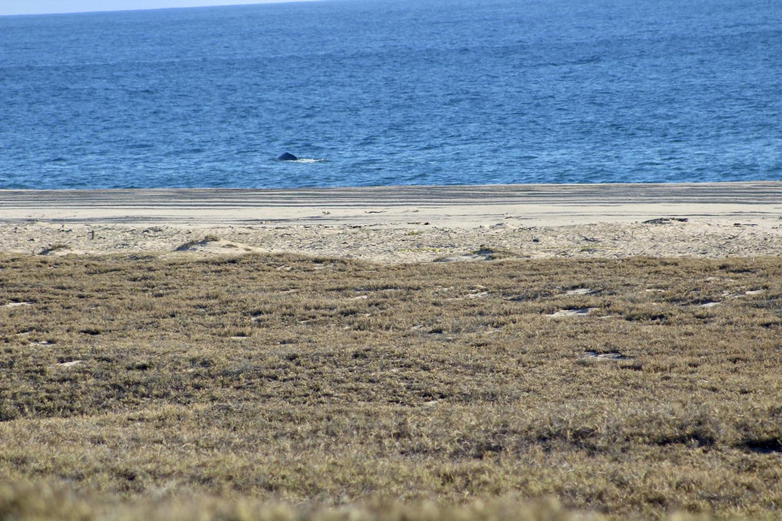 18 Agua Blaca, La langosta A/1, Agua Blanca, La Paz, photo 5