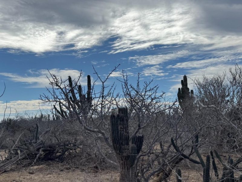 Camino de la Mojarra, Agua Blanca, Pacific