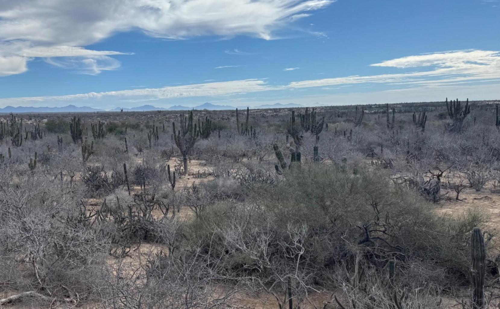 Camino de la Mojarra, Agua Blanca, Pacific, photo 4
