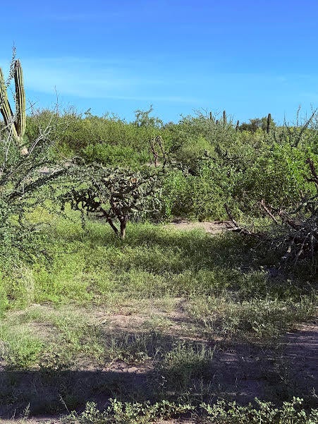 Lot in El Cajete, La Paz, photo 2
