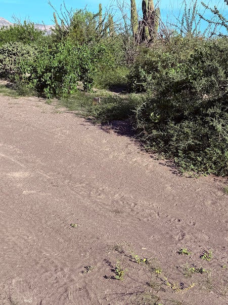 Lot in El Cajete, La Paz, photo 3