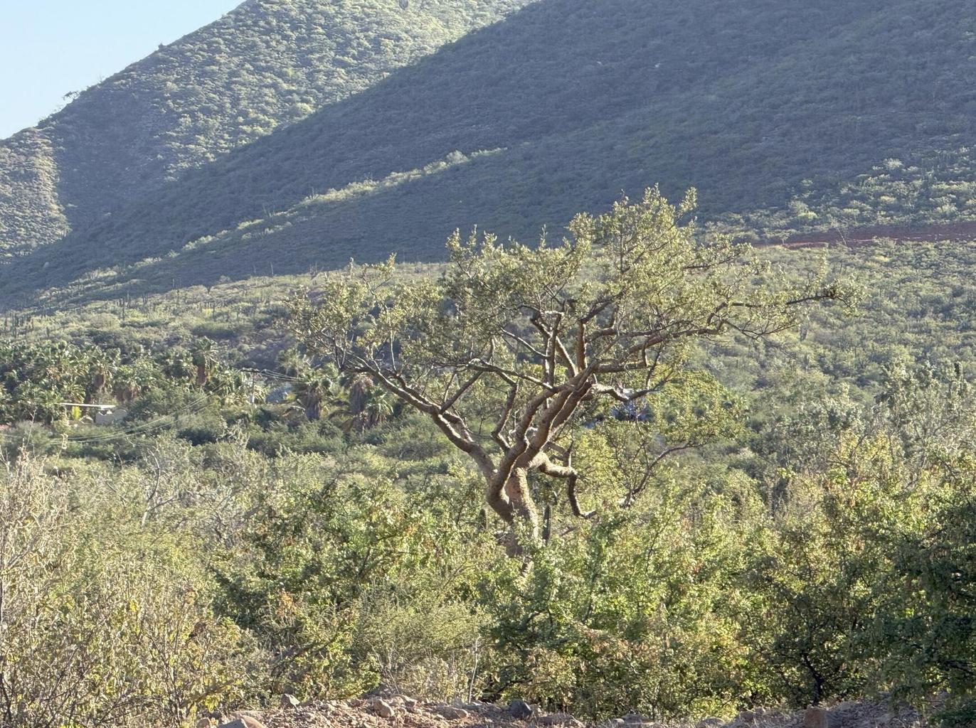 Lot in Montemar, East Cape, photo 5