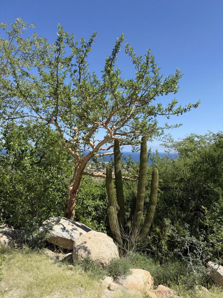 Lot in B.Vista/Barilles-Gen, East Cape, photo 3
